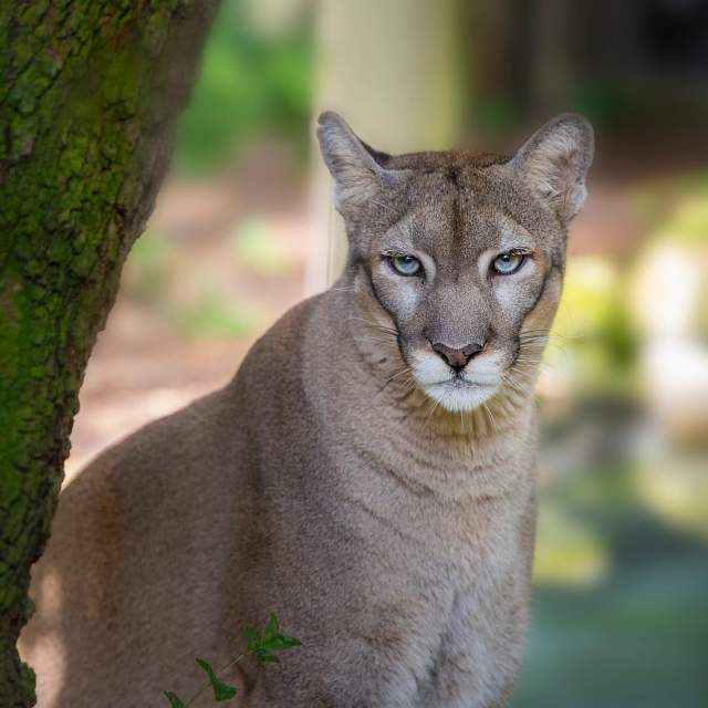 182613-florida-panther.jpg