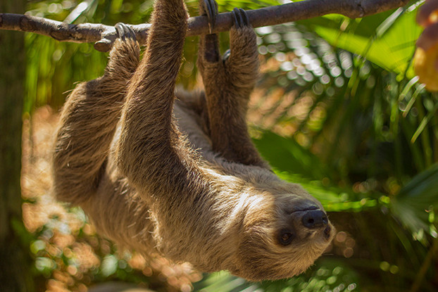 174427_hanging_sloth.jpg