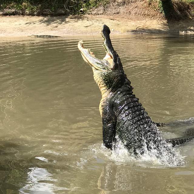 144418_gator_jump.jpg