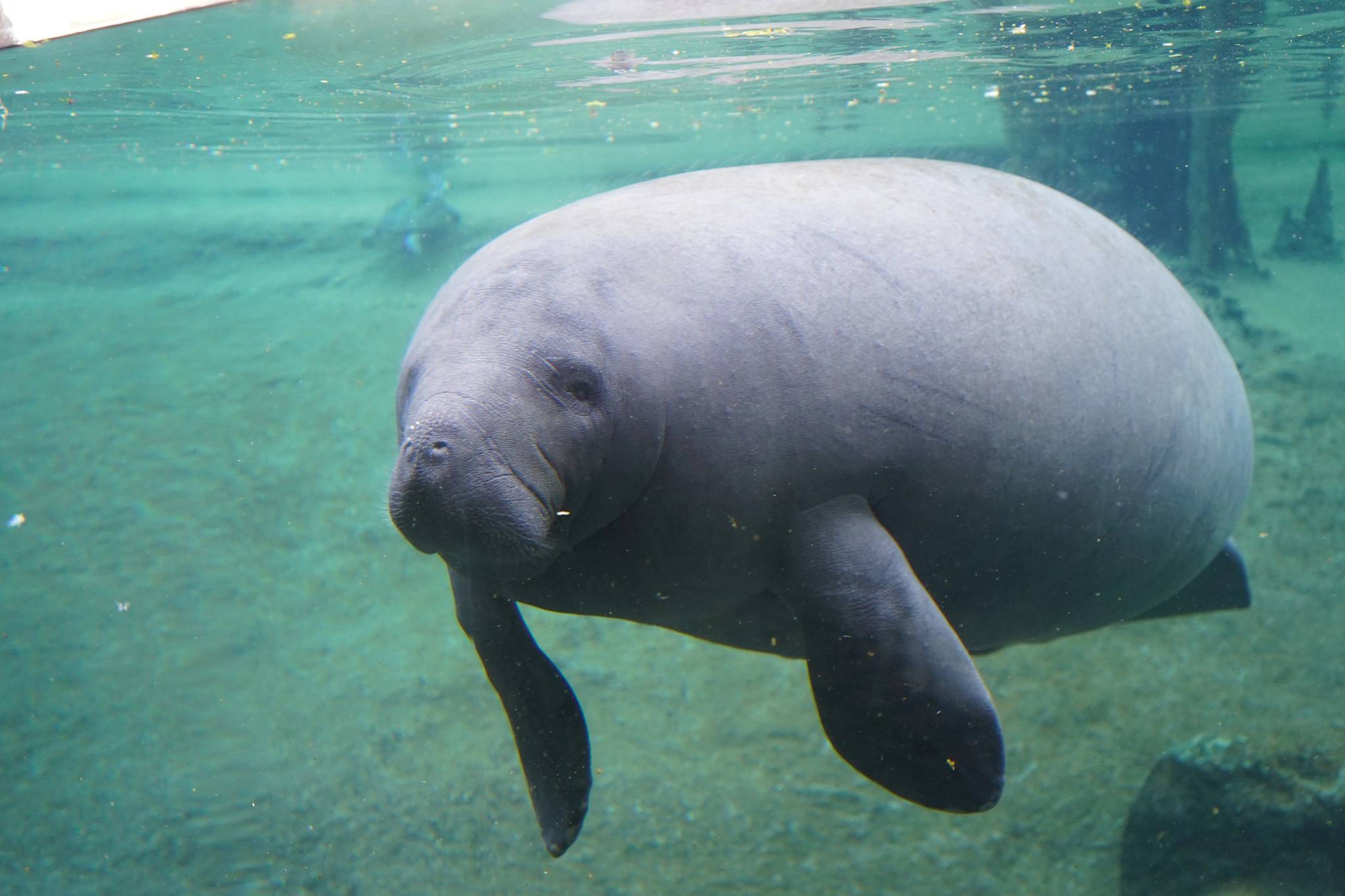 182613-manatee.jpg