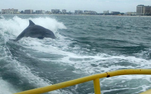 3293-dolphin-sea-screamer-boat.jpg