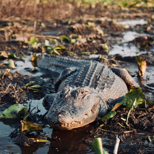 169531-gator-vertical.jpg
