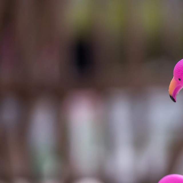 197170_flamingos.jpg