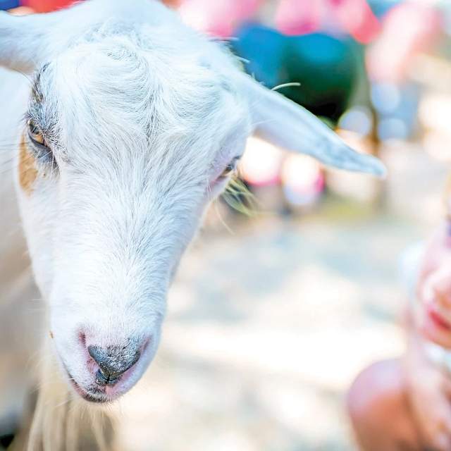 GreenMeadowsPettingFarm-2028-4.jpg