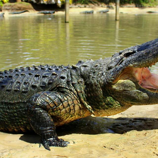144418_gator1.jpg