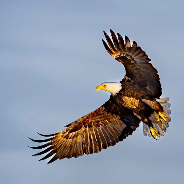 169531-eagle.jpg