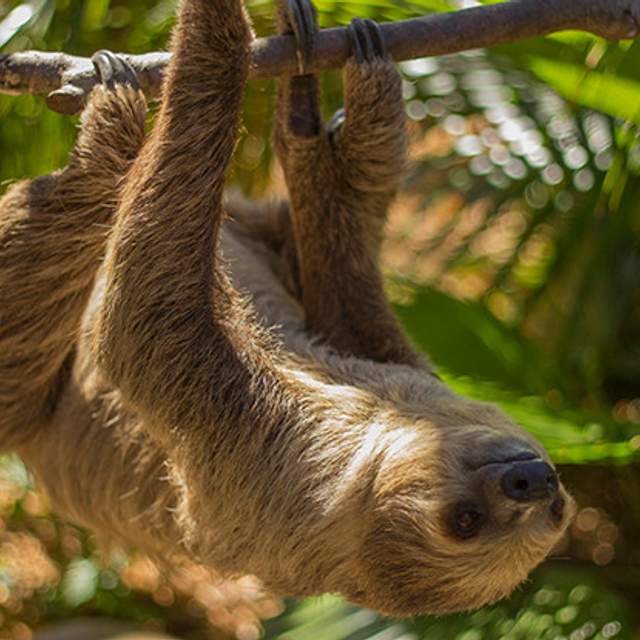 144418_hanging_sloth.jpg