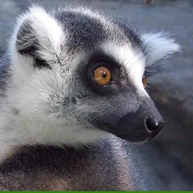 198559-lemur.jpg