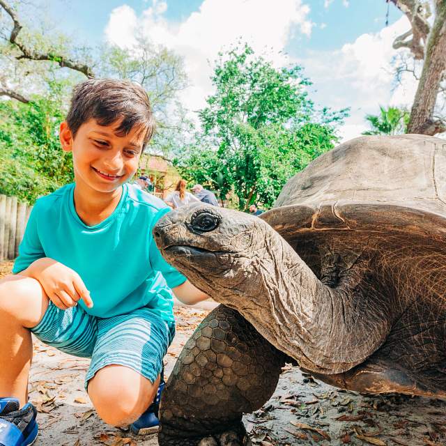 182613-boy-tortoise-encounter.jpg