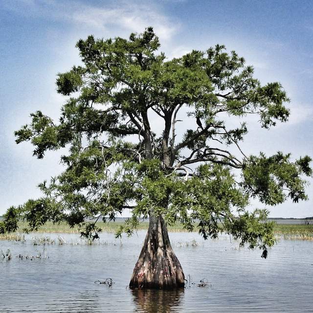 169531_cypress_tree.jpg