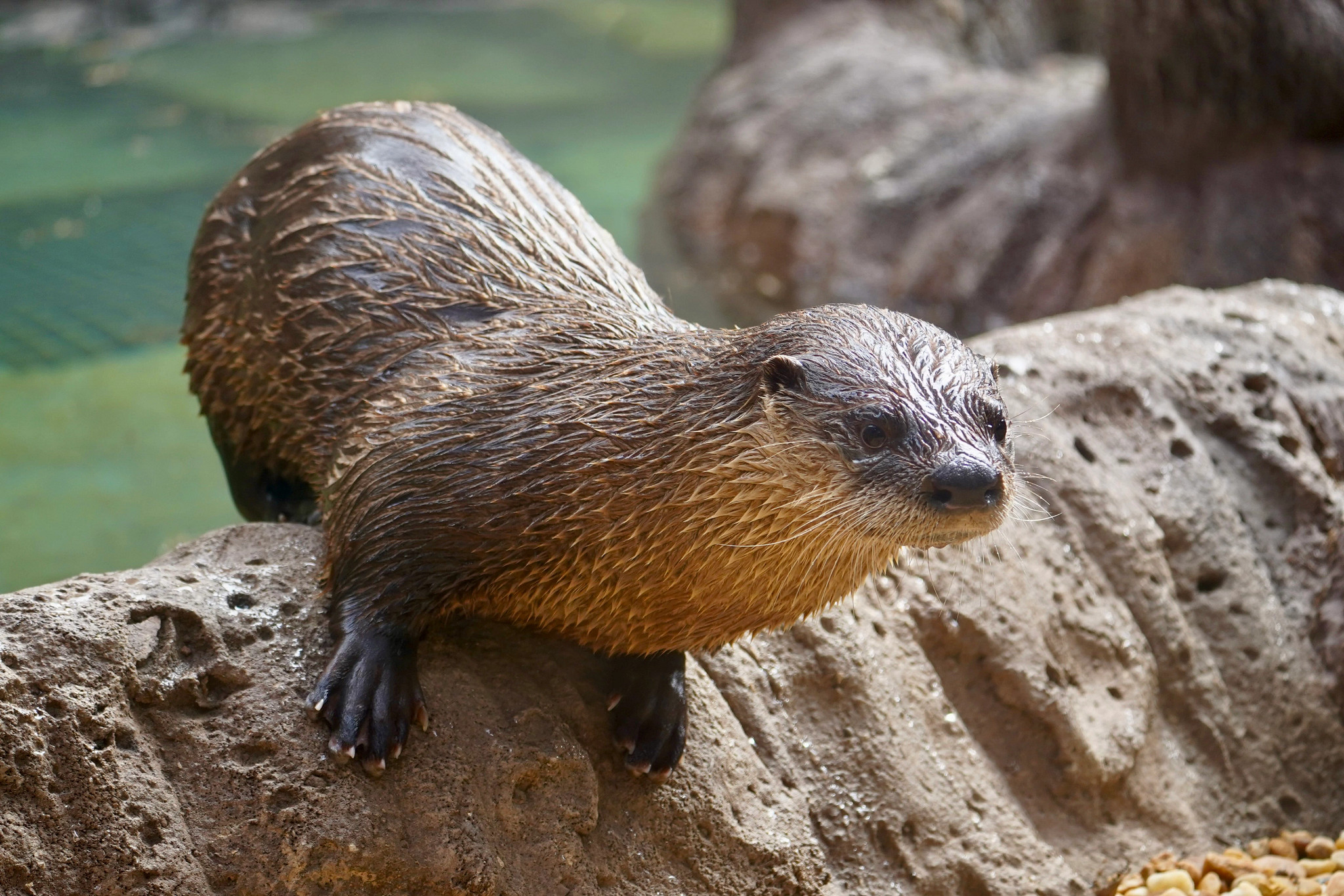 182613-otter.jpg