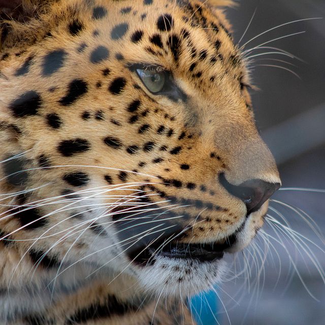 Sunset at the Zoo: Celebrating Native American & Alaska Native Heritage
