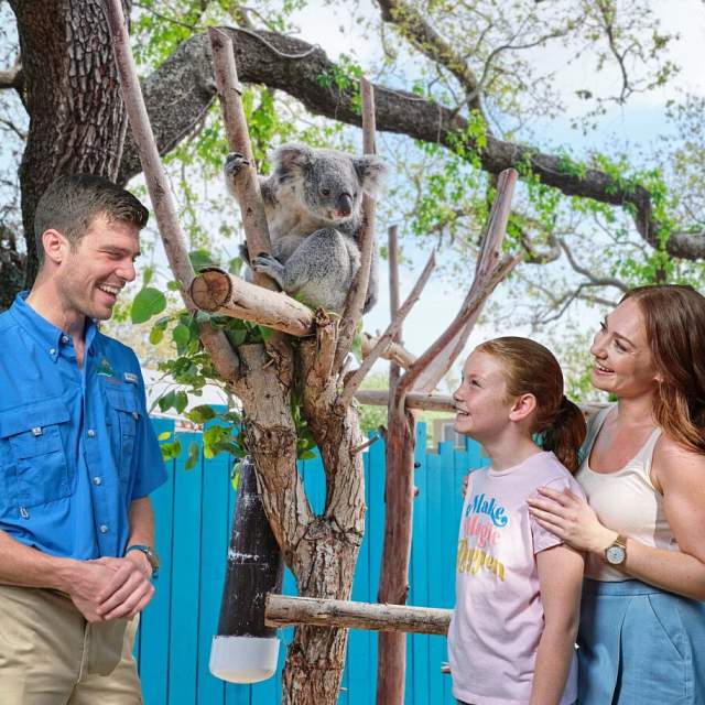 182613-family-koala.jpg