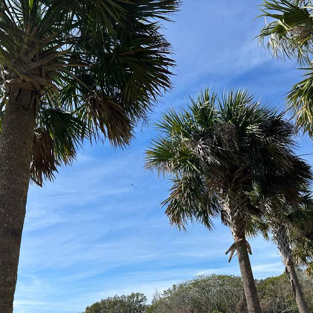 201290-palm-trees.jpg