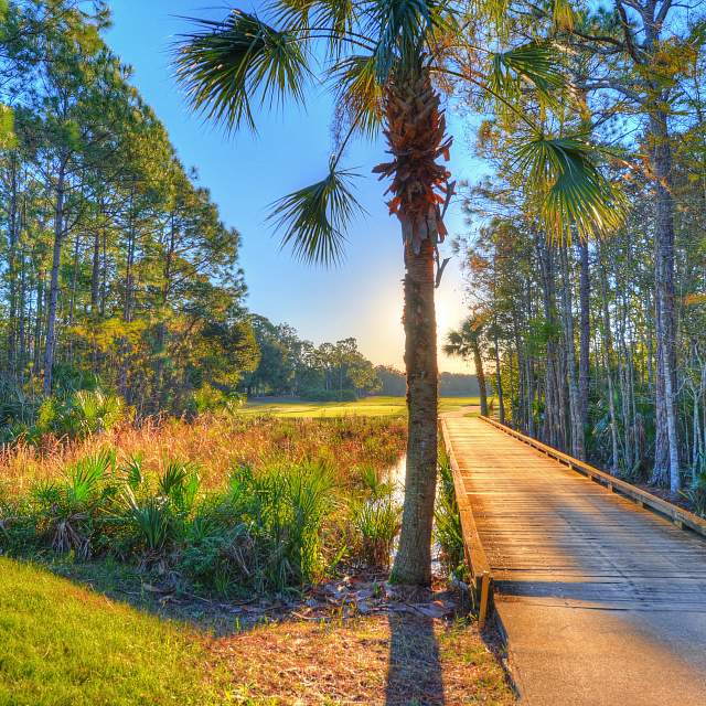 201532-trees-trail2.jpg