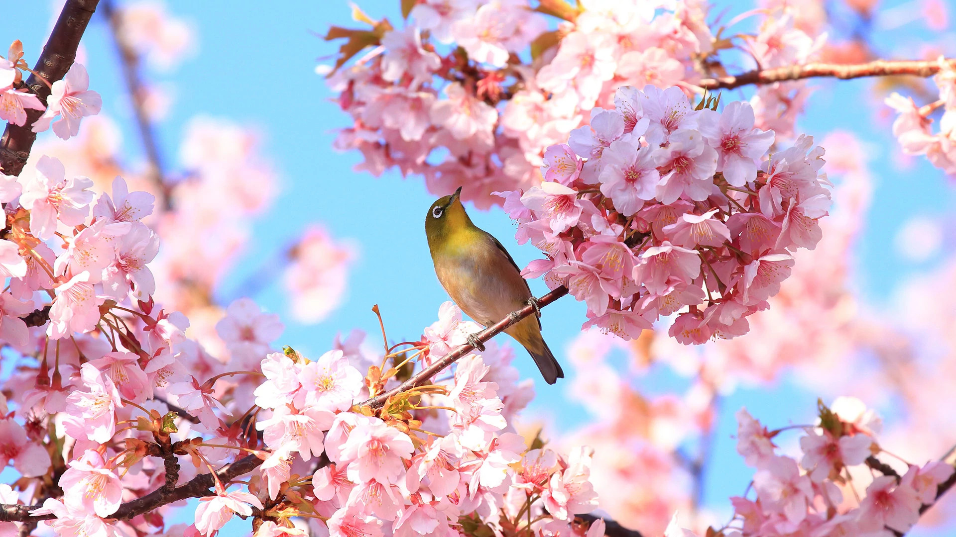 Orlo Vista Park Orlando, FL 52346