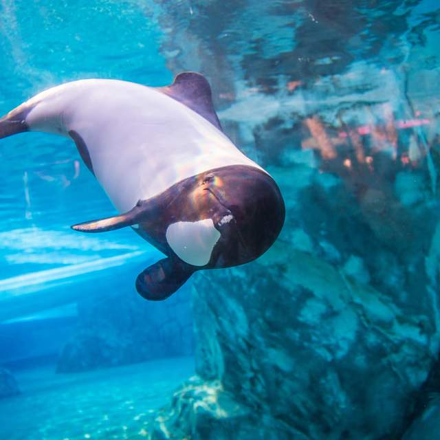 74502_underwater_view.jpg