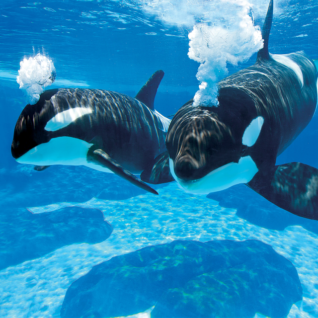 7023-orcas-underwater.png