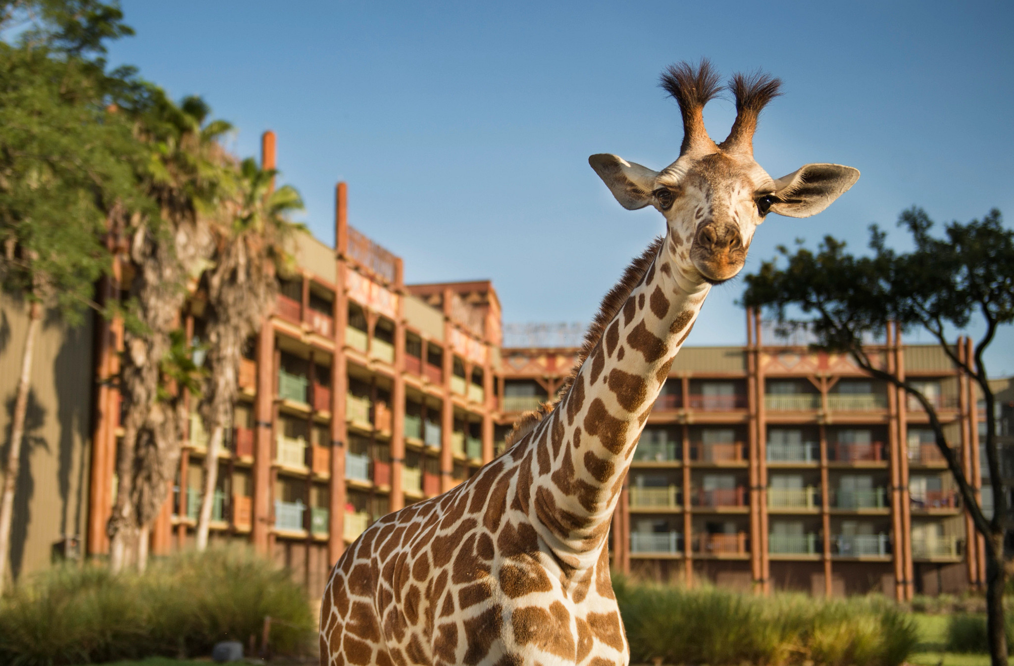 2322-Disney'sAnimalKingdomLodge-2026-2.jpg