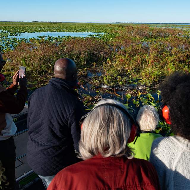 169531-airboat-alligator.jpg