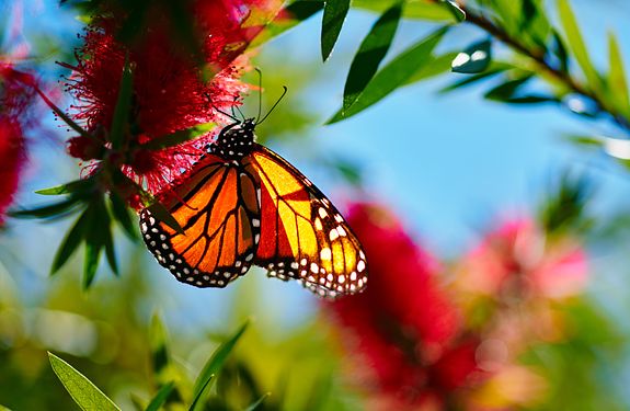 Free Day & Story Time at Leu Gardens