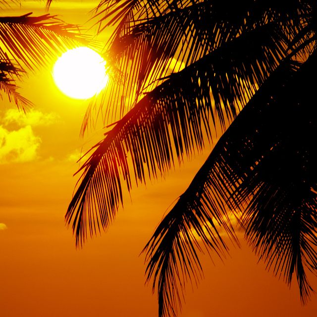 Paradise Nights