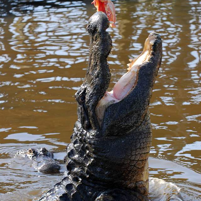 Humming Gator Gatorland | Orlando, FL | 31110 - Featured