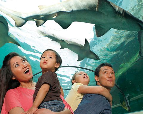 Summer of Sharks